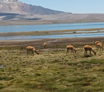 Parque Nacional Lauca